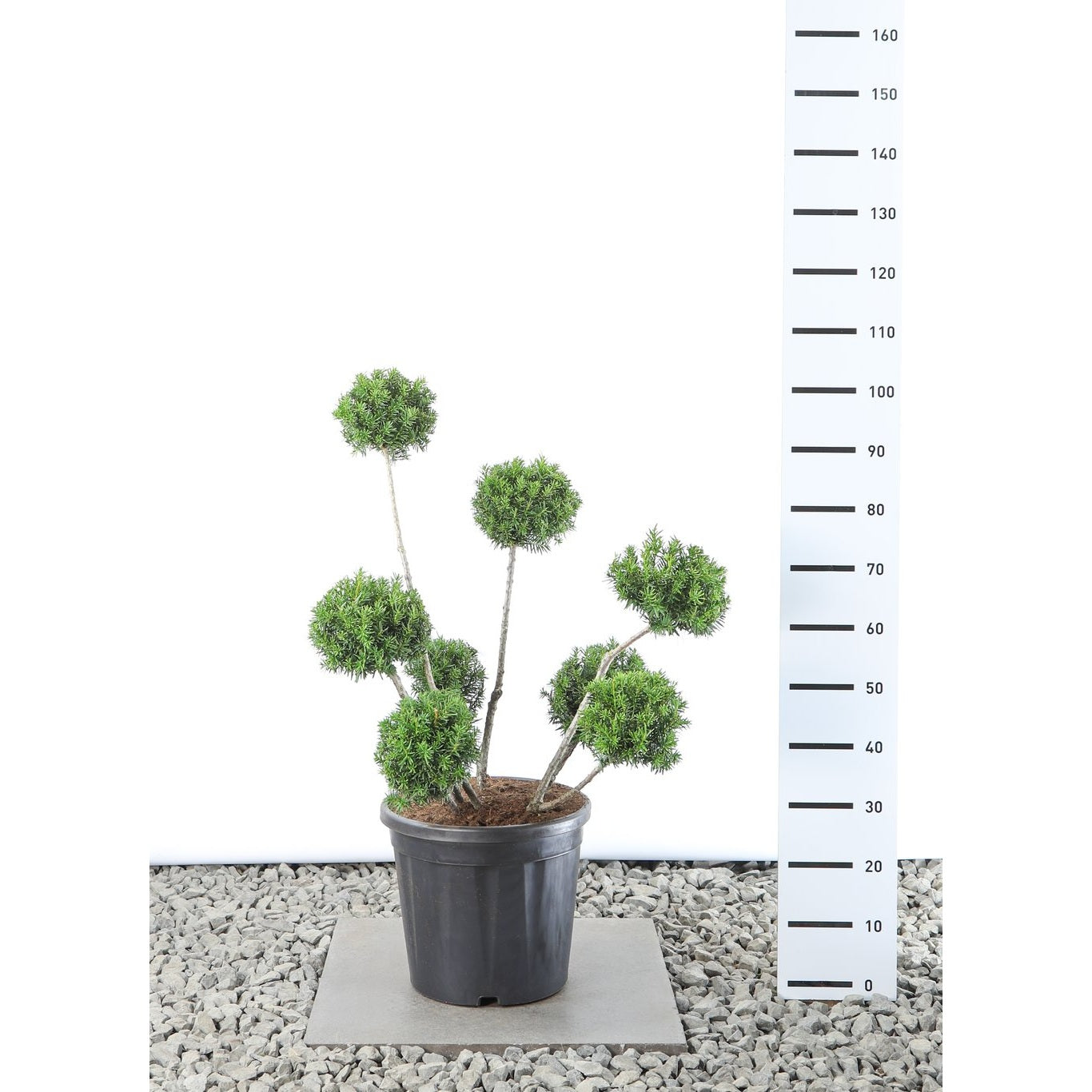 Hybrididegran – Taxus media 'Farmen' - 60-80 CM PonPon EXTRA in Cont.